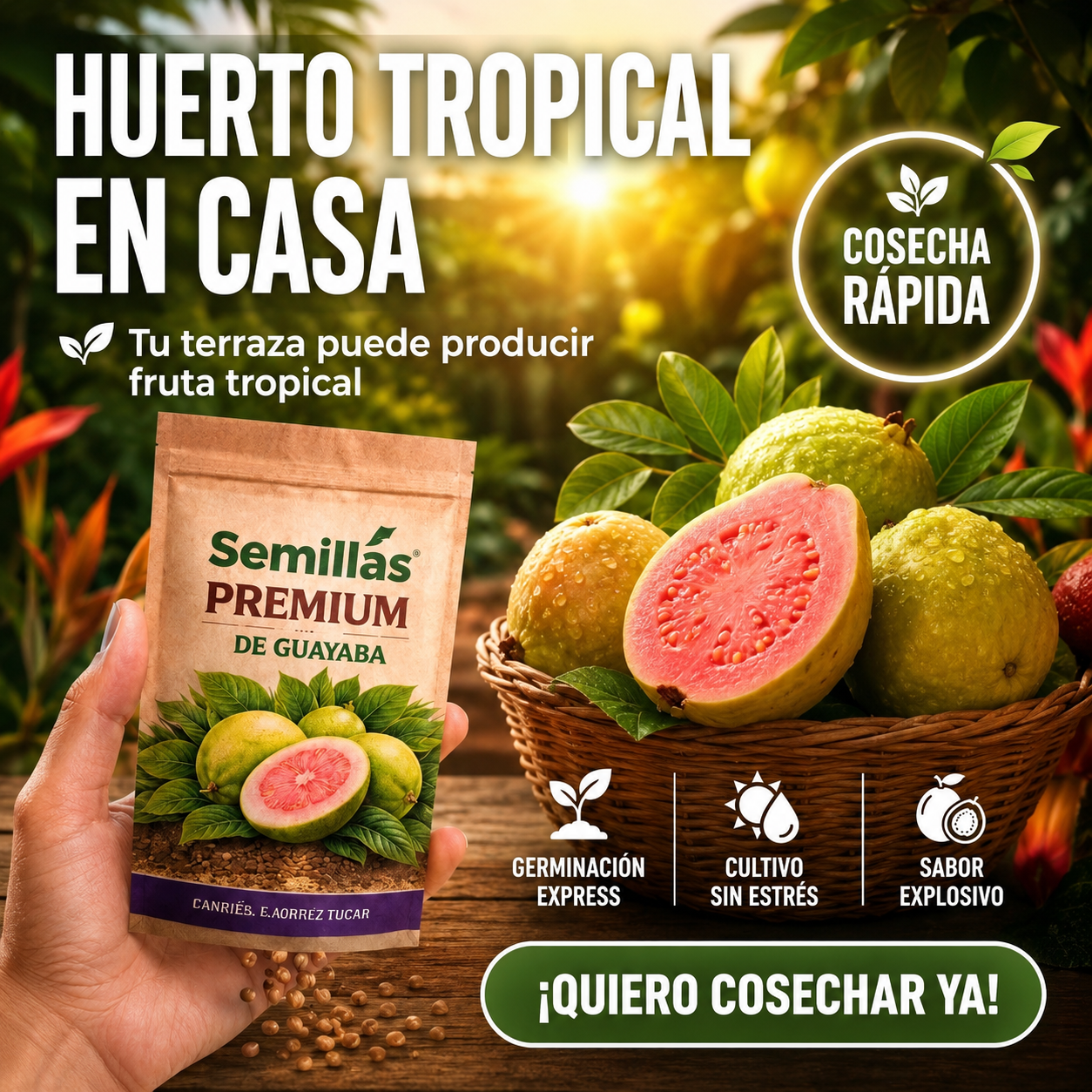 Semillas de Guayaba Tropical – Cultiva Frutas Frescas Fácilmente Todo el Año