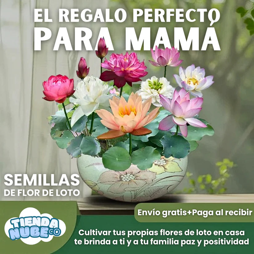 SEMILLAS DE FLOR DE LOTO COLORES VARIADOS+ GUIA PASO A PASO PARA CULTIVAR
