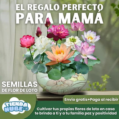 SEMILLAS DE FLOR DE LOTO COLORES VARIADOS+ GUIA PASO A PASO PARA CULTIVAR