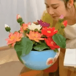 SEMILLAS DE FLOR DE LOTO COLORES VARIADOS+ GUIA PASO A PASO PARA CULTIVAR
